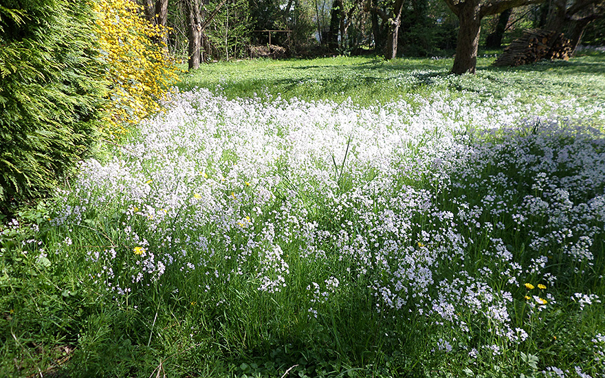 Wiesenschaumkraut (Saatgut)