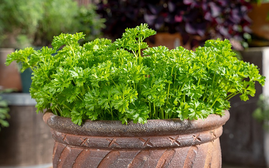 Petersilie 'Mooskrause' (Saatgut)