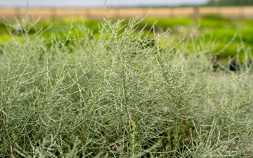 Aragonischer Wermut (Pflanze)