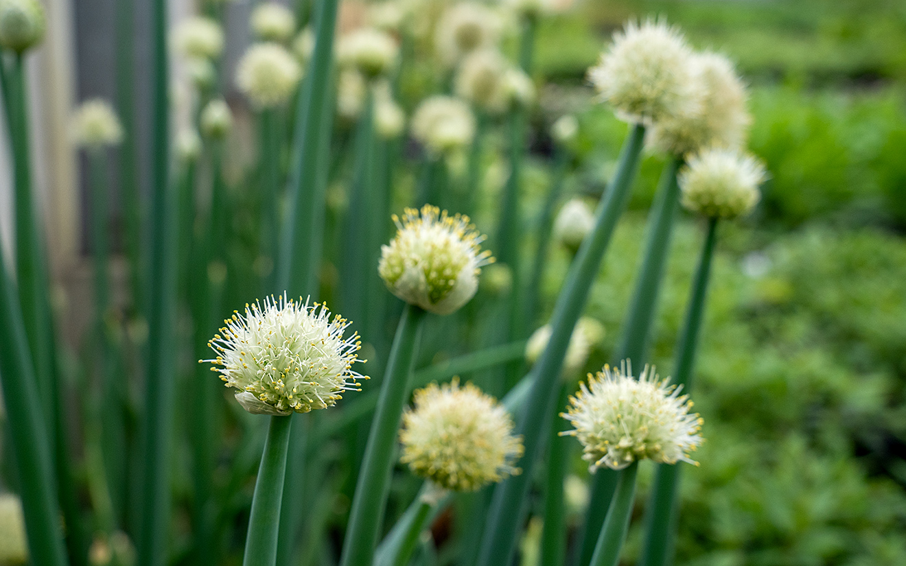 Japanischer Lauch &#039;Shimonita&#039; (Saatgut)