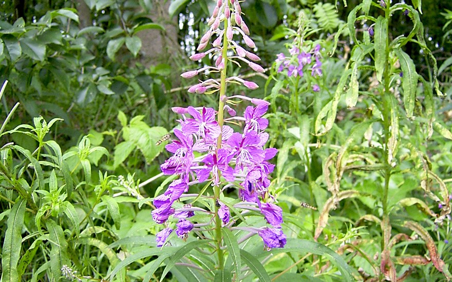 Wald-Weidenröschen (Saatgut)