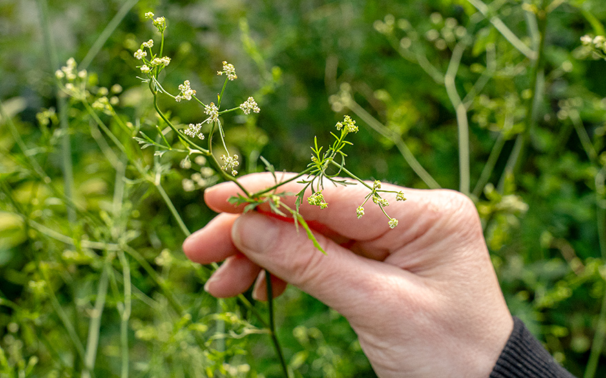 Gewürzdolde (Saatgut)