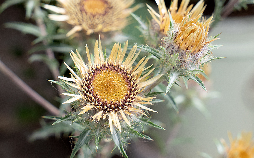 Golddistel (Pflanze)
