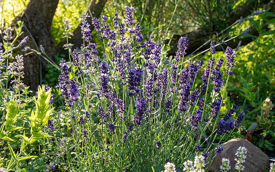 Lavendel 'Hidcote Blue' (Pflanze)