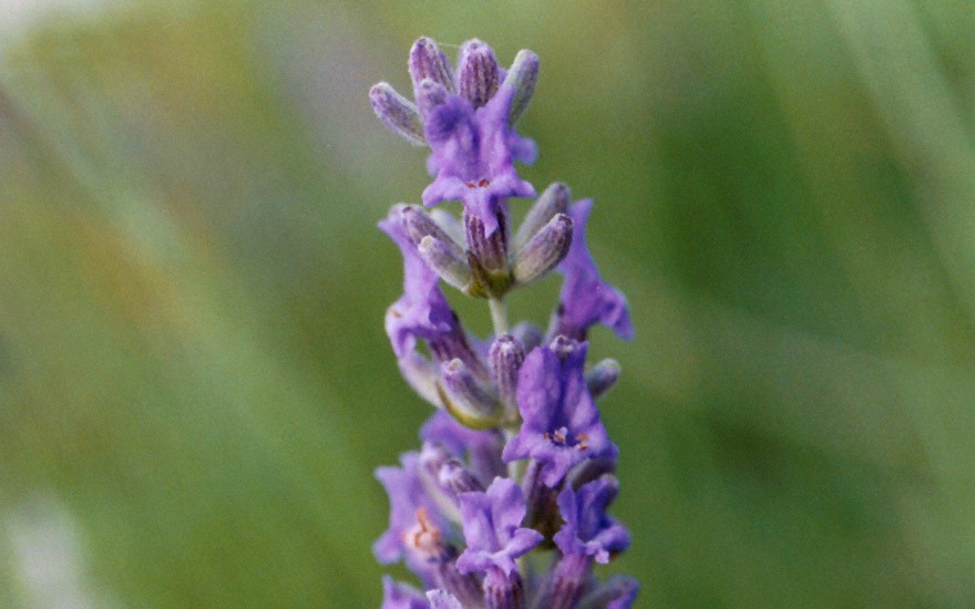 Provence-Lavendel 'Sumian' (Pflanze)