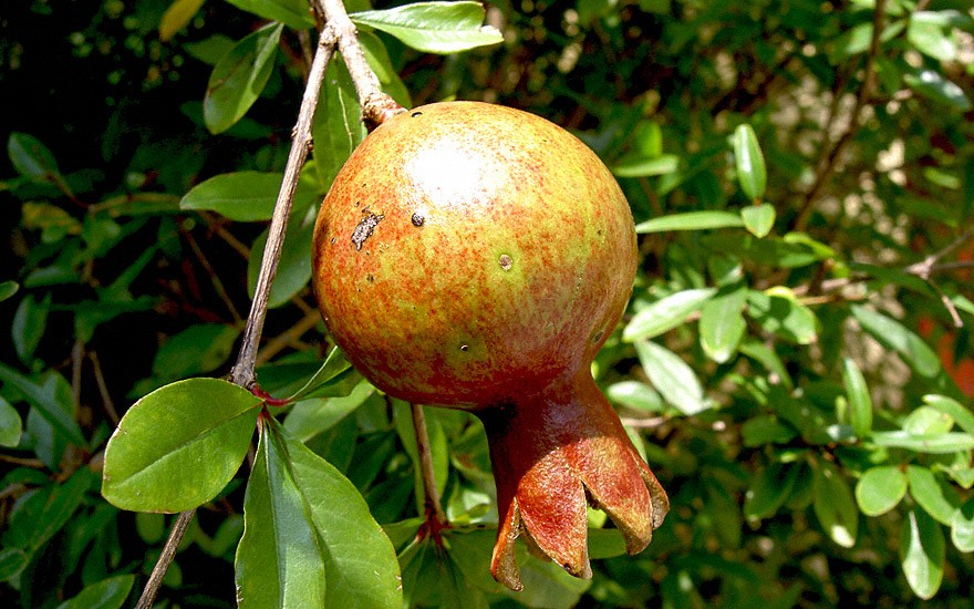 Zwerg-Granatapfel (Pflanze)
