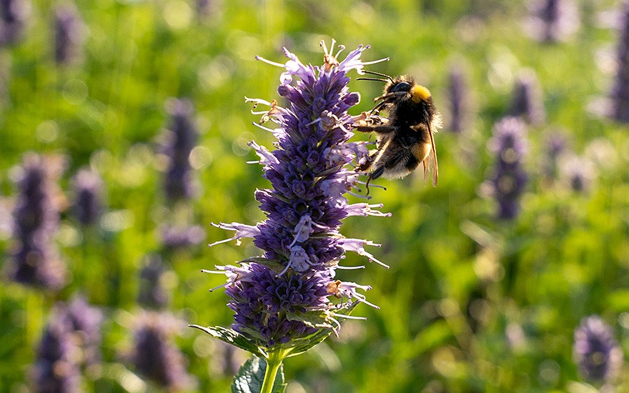 SAATGUTBOX Bienen und Hummelgarten