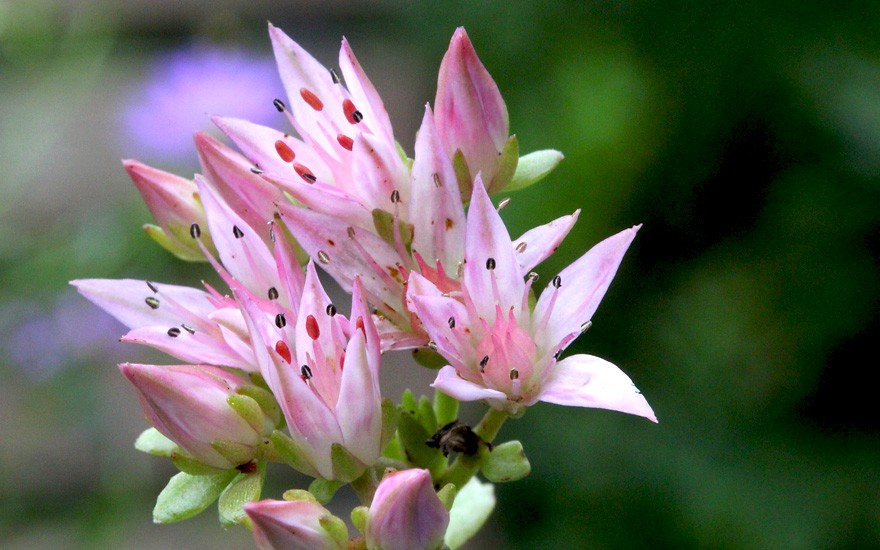 Zistrose "Cistus incanus"  pink Blüte,CISTROSE 50 Samen Mittelmeerpflanze