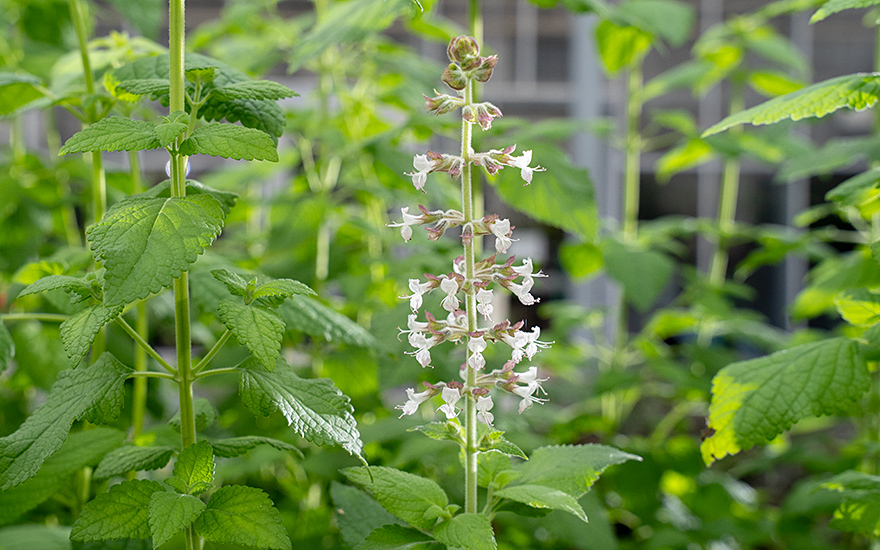 Äthiopisches Basilikum (Pflanze)