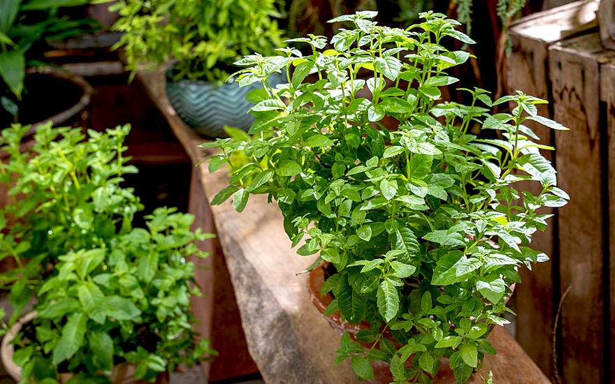 Zitronenverbene 'Giant Lippia' (Pflanze)