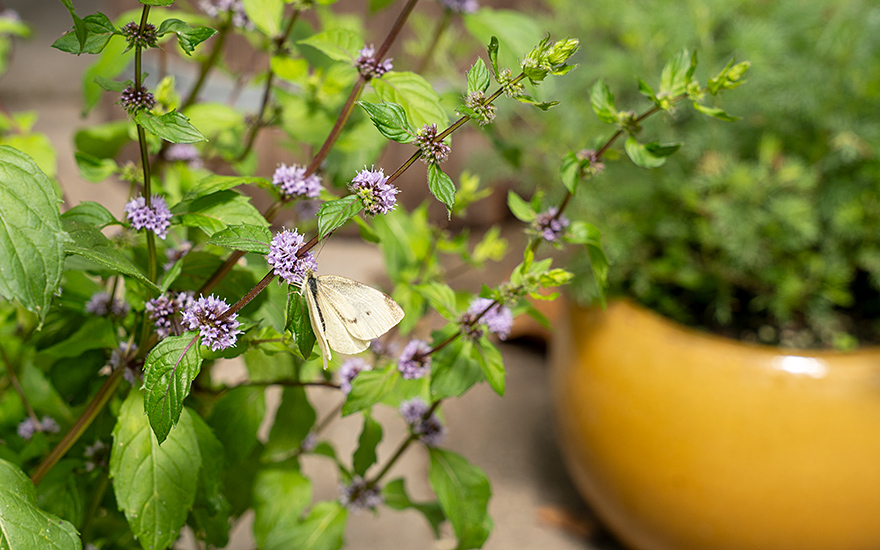 Kärntner Nudelminze (Pflanze)