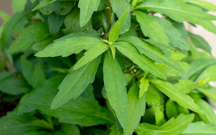 Indische Schönaster, Malantou (Pflanze)