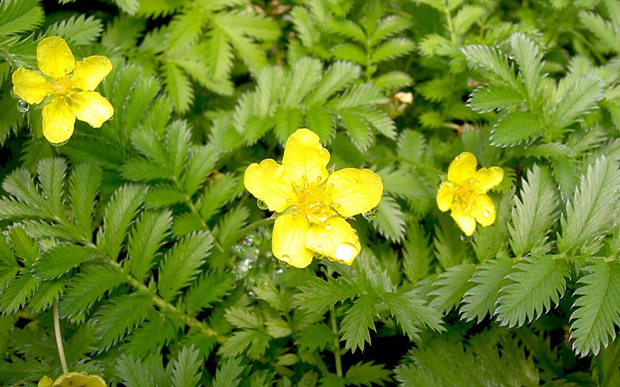 Gänsefingerkraut (Pflanze)