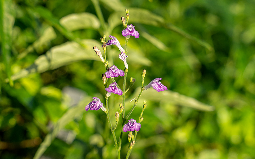 Justicia 'Puerto Rico' (Pflanze)