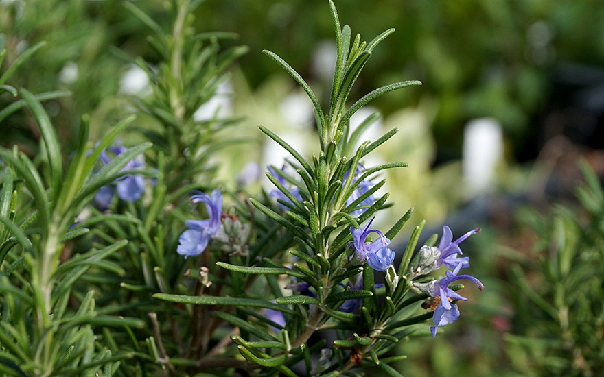 Rosmarin 'Salem' (Pflanze)