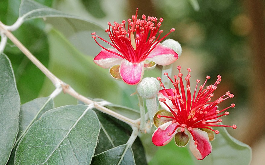 Ananas-Guave (Pflanze)