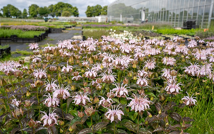 Monarda 'Ozark' (Pflanze)