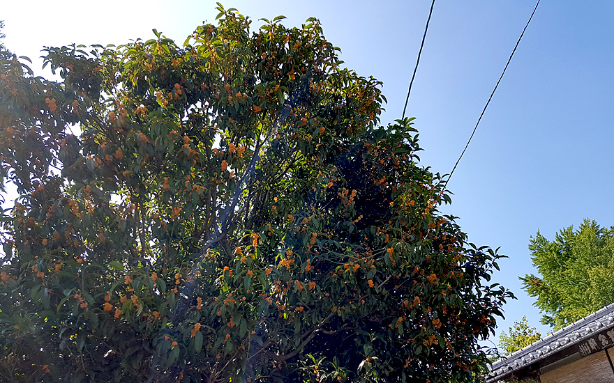 Japanische Duftblüte (Pflanze)