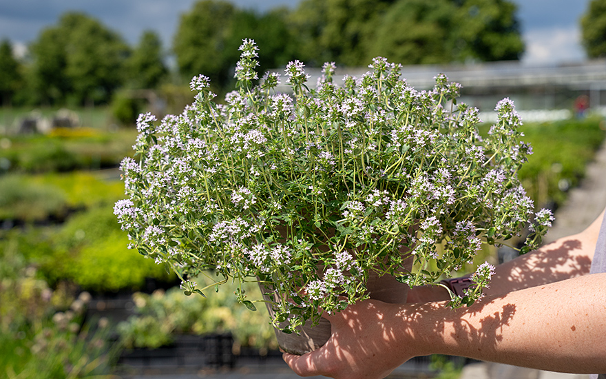 Thymian 'Summerdreams®' Rose (Pflanze)