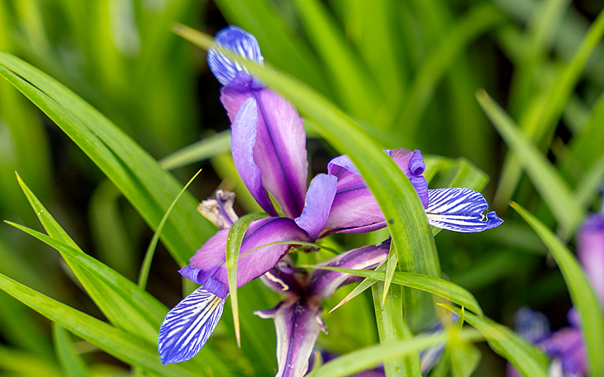 Pflaumen-Iris (Pflanze)