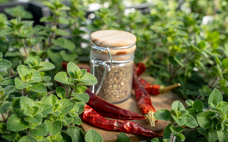 Griechischer Oregano 'Hot and Spicy' (Pflanze)