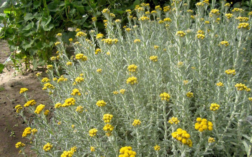 Afrikanische Immortelle (Pflanze)