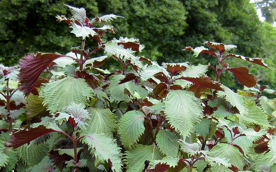 Perilla 'Misaki' (Saatgut)