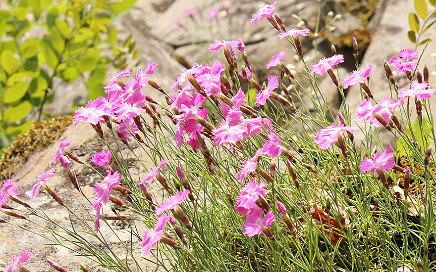Pfingstnelke, Wildform (Pflanze)