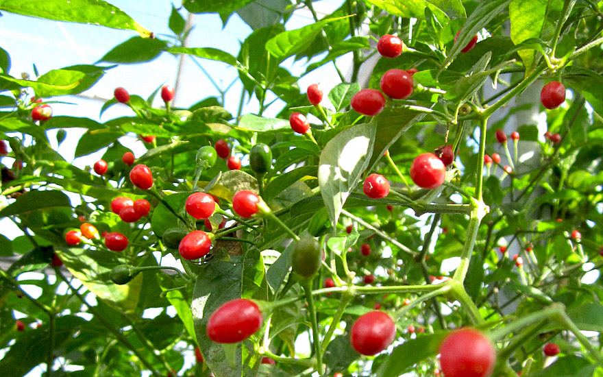 Chili 'Bolivian Wild' (Saatgut)