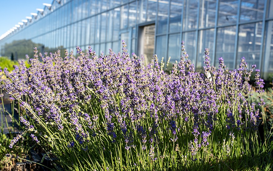 Lavendel &#039;Royal Purple&#039; (Pflanze)