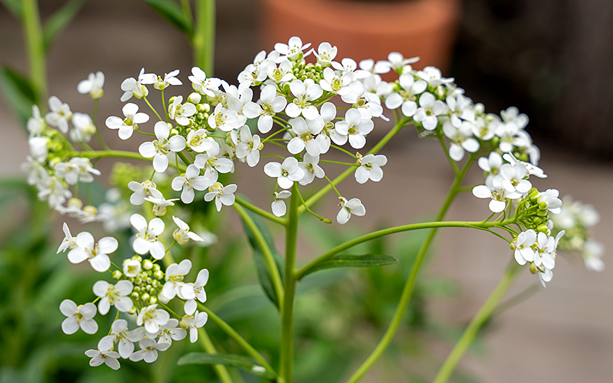 Turkmenische Knoblauchkresse (Pflanze)