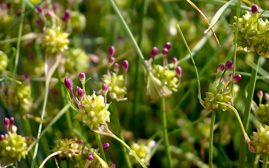 Kanadischer Wildlauch (Pflanze)