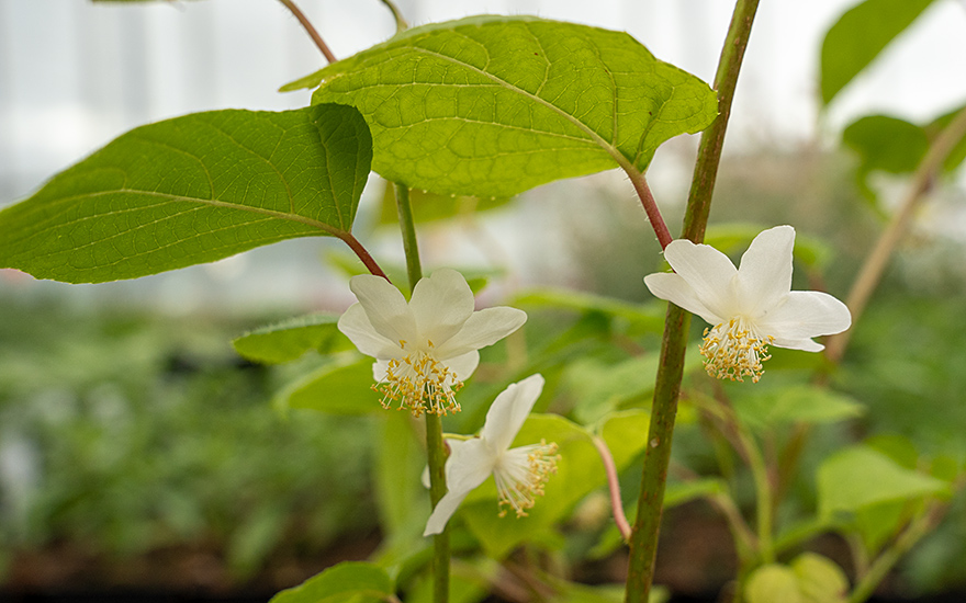 Duft-Kiwi, Matatabi (Pflanze)