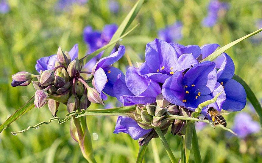 Ohio-Dreimasterblume (Pflanze)