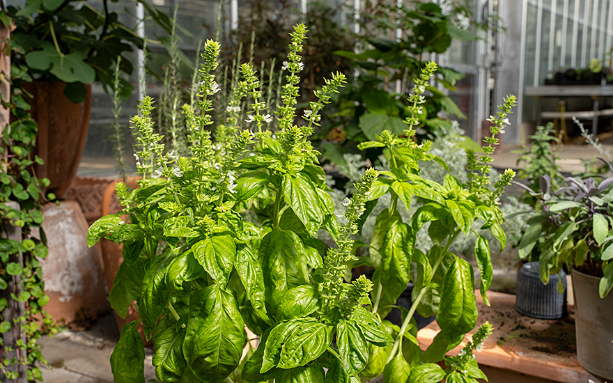 Grossblättriges Anisbasilikum (Saatgut)