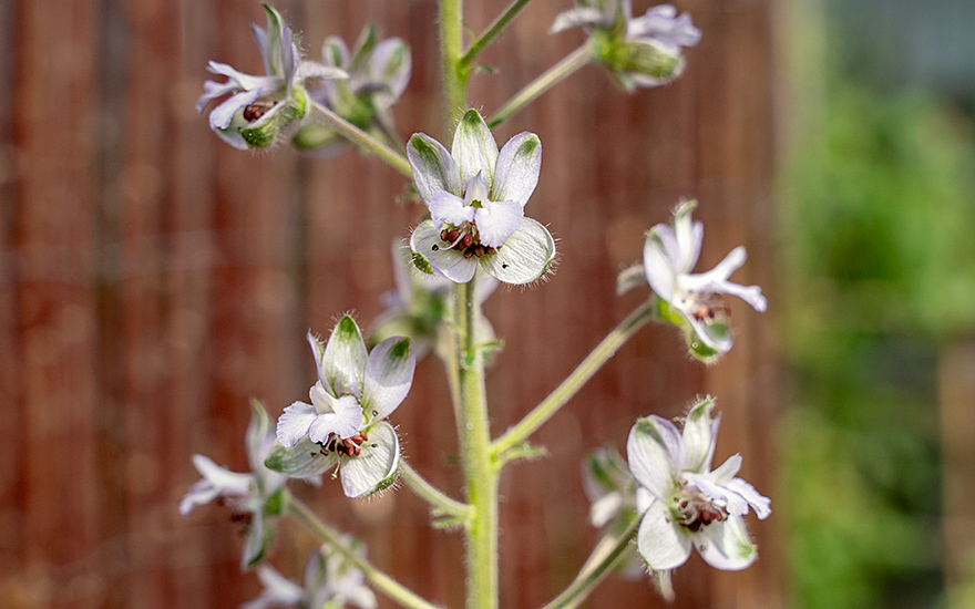 Staphisagria, Stephanskraut (Pflanze)