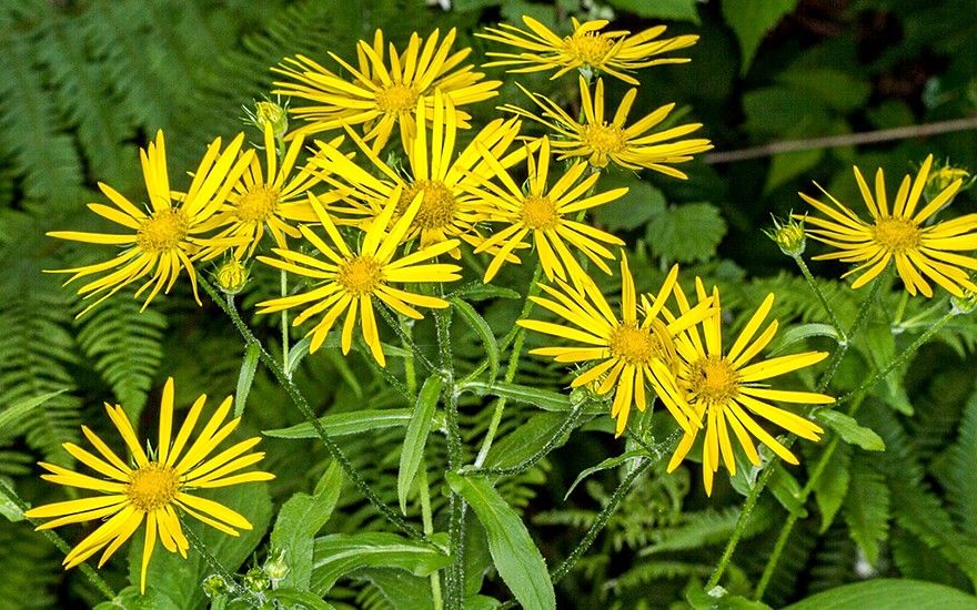 Österreichische Gemswurz (Saatgut)