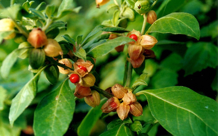 Ashwagandha (Pflanze)