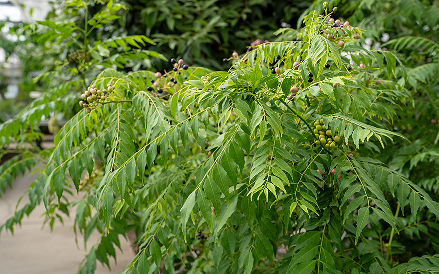 Indischer Currybaum (Pflanze)