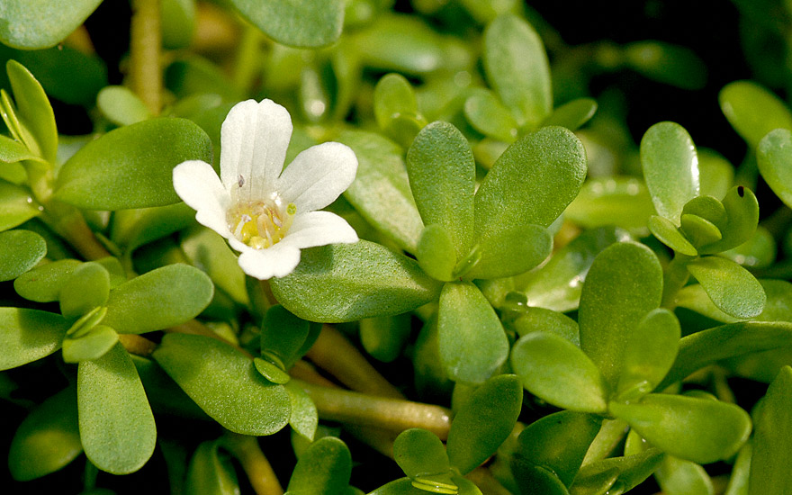 Brahmi (Pflanze)