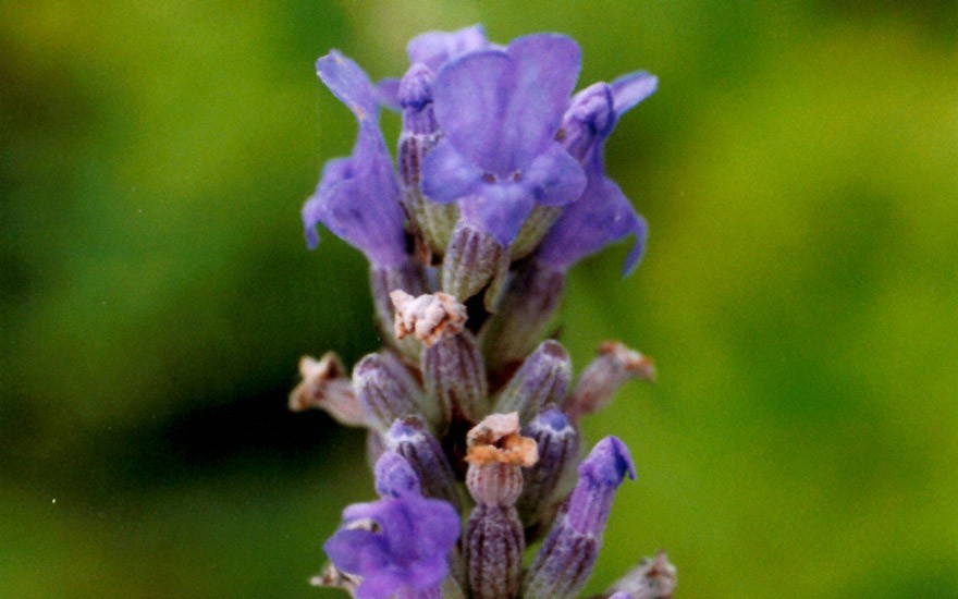 Provence-Lavendel 'Dutch' (Pflanze)