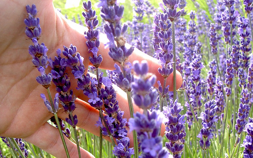 Lavendel 'Cecilia' (Pflanze)