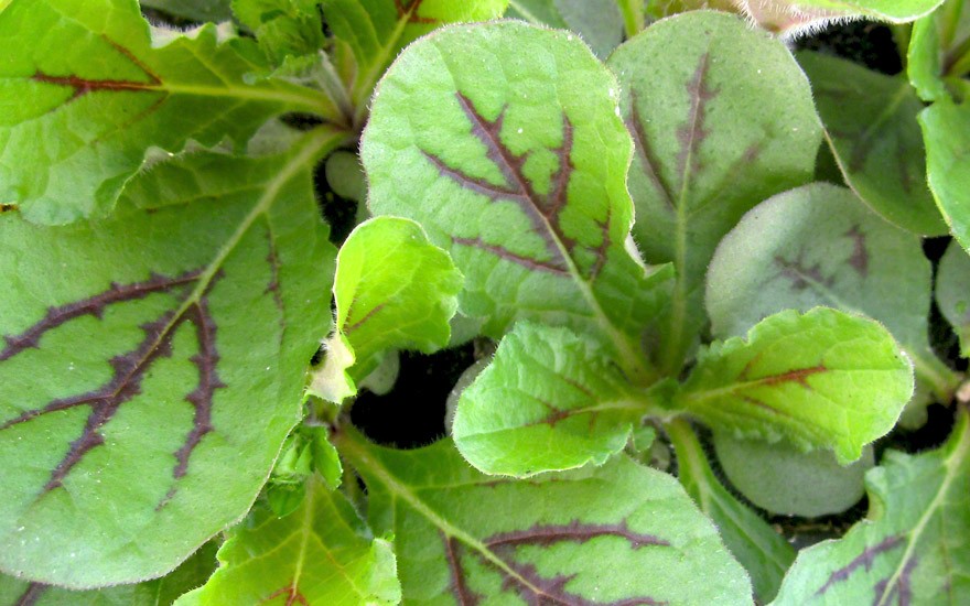 Salvia lyrata (Saatgut)