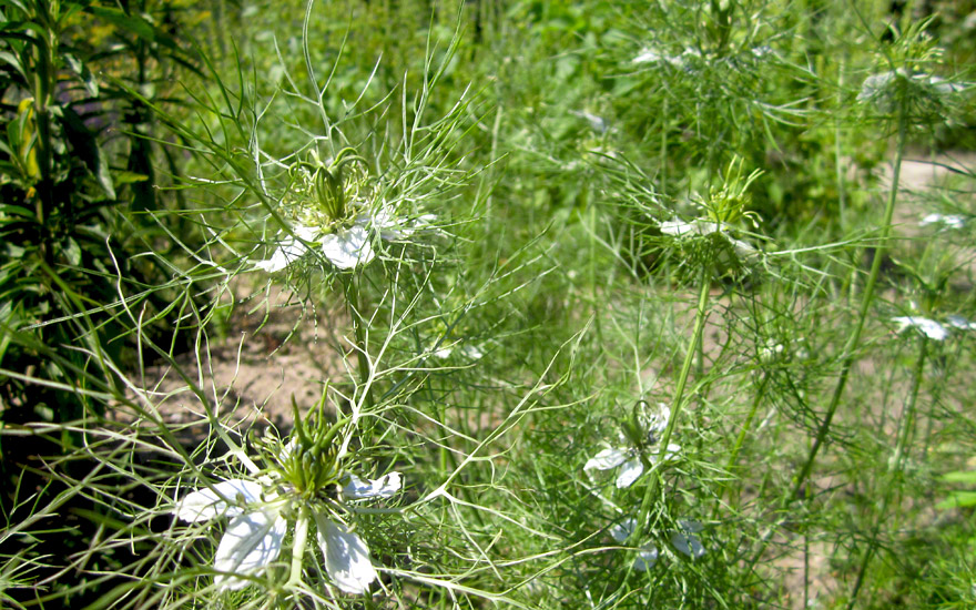 Schwarzkümmel (Saatgut)