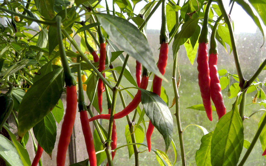 Chili 'De Arbol' (Saatgut) Capsicum annuum Chili Würzkräuter