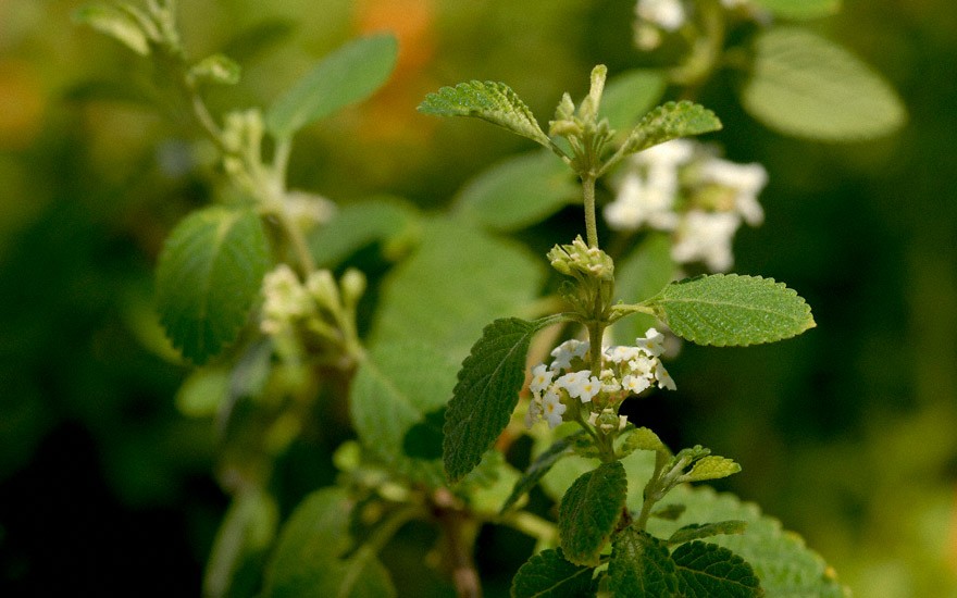 Mexikanischer Oregano, weiß (Pflanze)