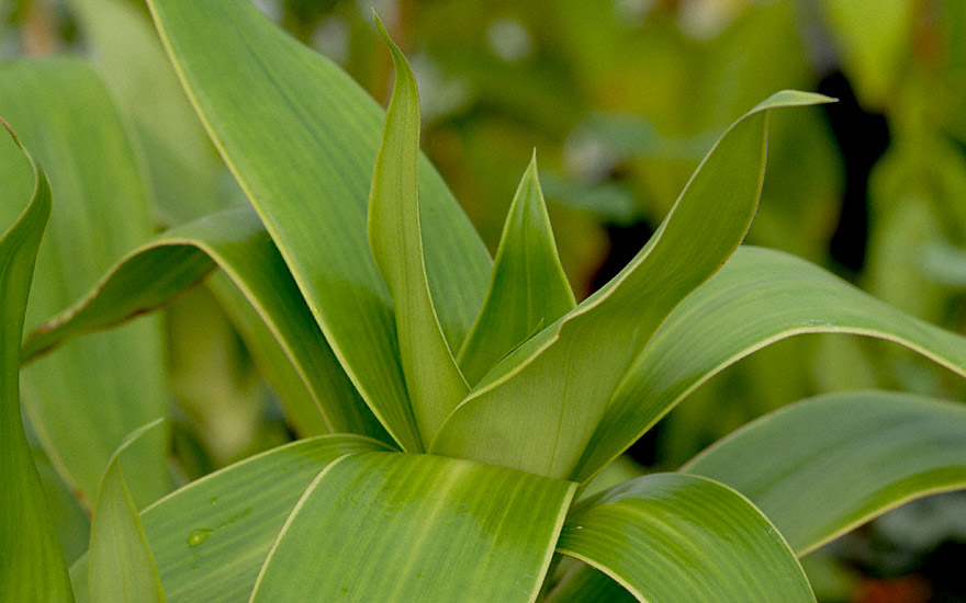 Goldbart (Pflanze)