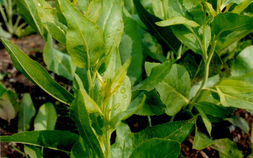 Gartenkresse, ausdauernd (Pfefferkraut) (Pflanze)