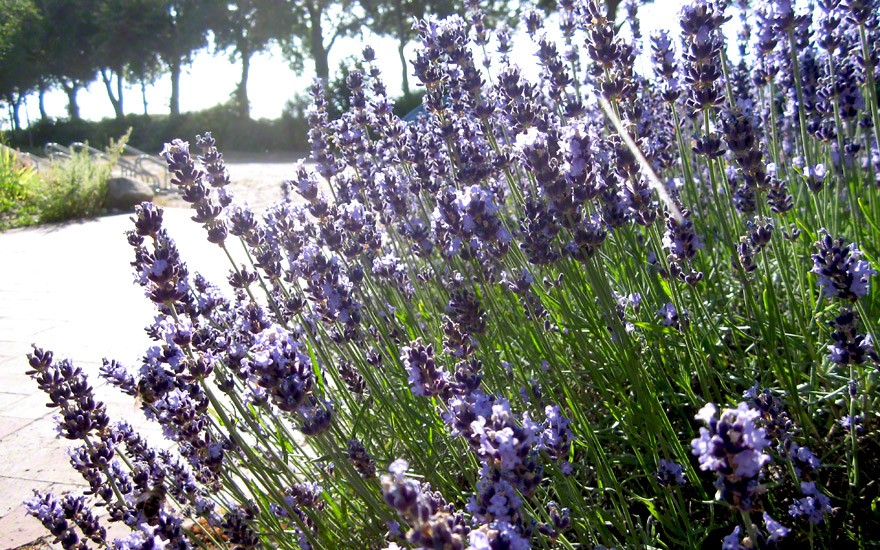 Lavendel „Bleue Velours Paul“ (Pflanze)