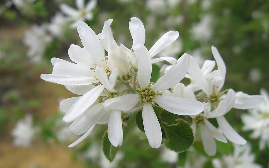 Zwerg-Felsenbirne (Pflanze)